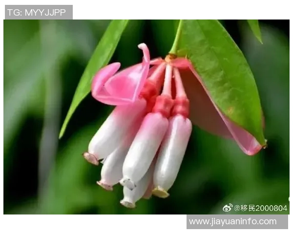 探索吉粉花的美丽与神秘:自然界中的奇特花卉与文化象征 探索吉粉花的美丽与神秘:自然界中的奇特花卉与文化象征